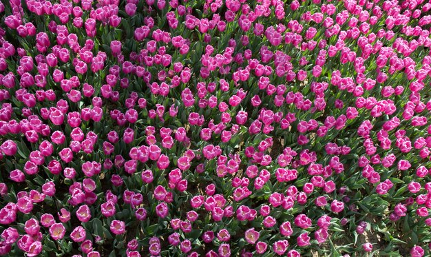 花の背景として咲くカラフルなチューリップの花