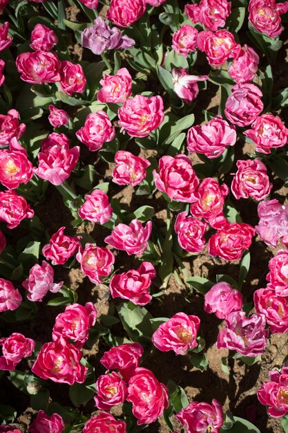 Blooming colorful tulip flowers as floral background