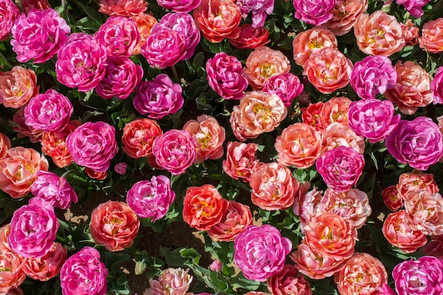 花の背景として咲くカラフルなチューリップの花