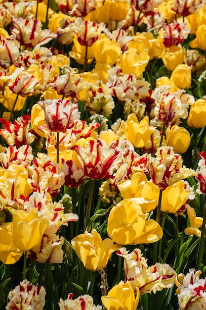 花の背景として咲くカラフルなチューリップの花