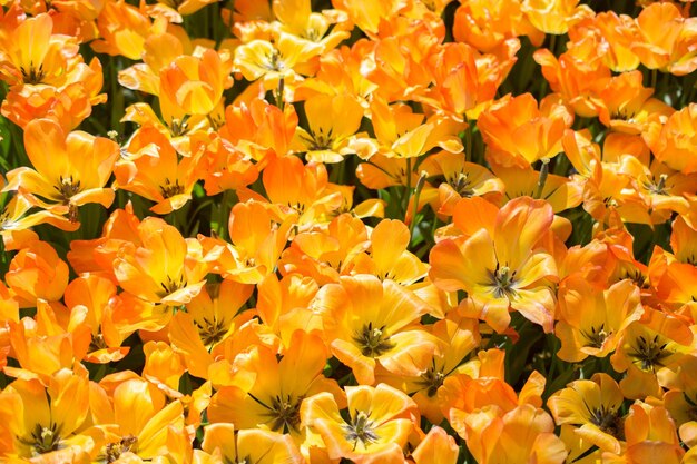 花の背景として咲くカラフルなチューリップの花