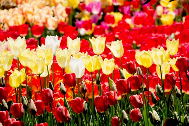 Цветущие красочные цветы тюльпана в качестве цветочного фона
