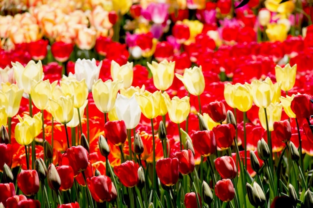 花の背景として咲くカラフルなチューリップの花