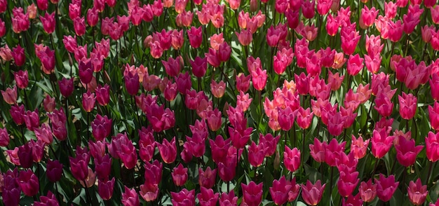 花の背景として咲くカラフルなチューリップの花