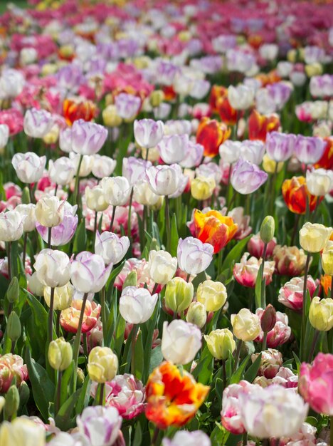 Blooming colorful tulip flowers as floral background