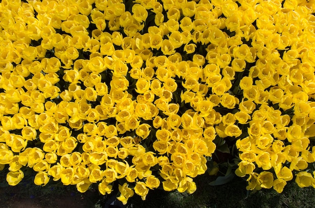 花の背景として咲くカラフルなチューリップの花