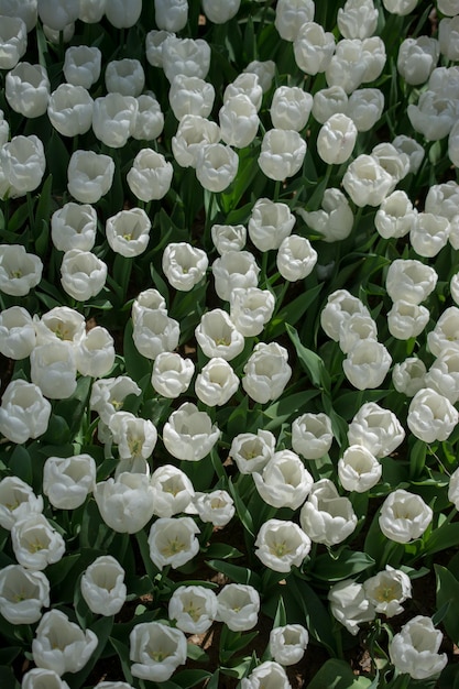 花の背景として咲くカラフルなチューリップの花