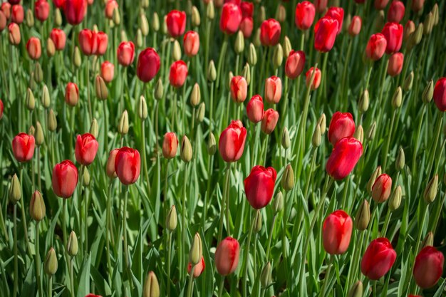 Blooming colorful tulip flowers as floral background