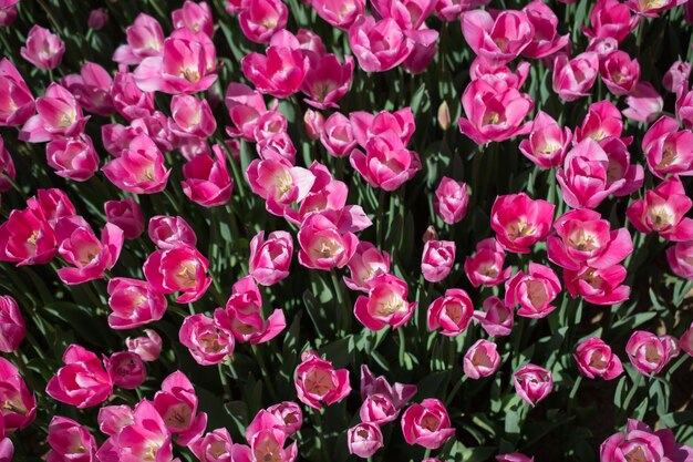 Blooming colorful tulip flowers as floral background