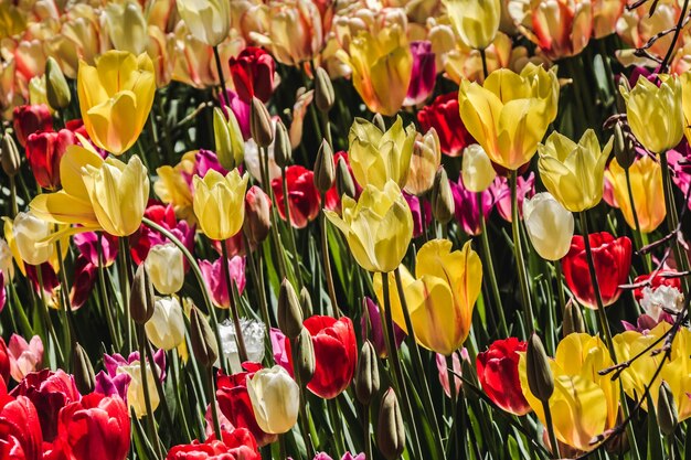 Blooming colorful tulip flowers in garden as floral background