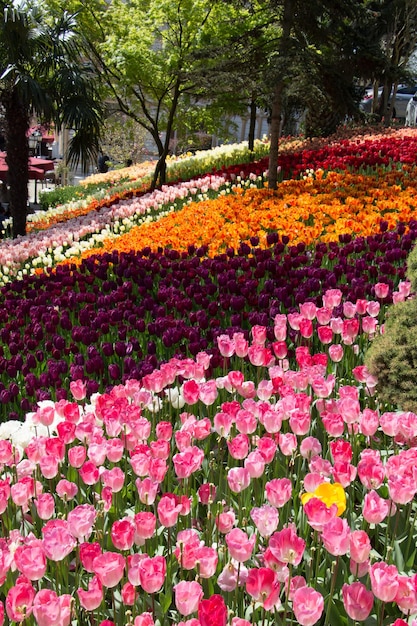 庭に咲く色とりどりのチューリップの花