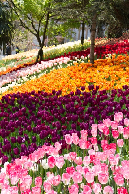 庭に咲く色とりどりのチューリップの花