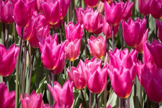 写真 花の背景として庭に咲く色とりどりのチューリップの花