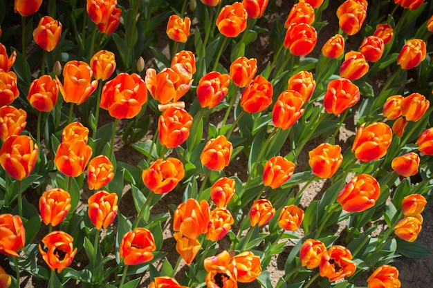 写真 庭で花の背景としてく色とりどりのチューリップの花