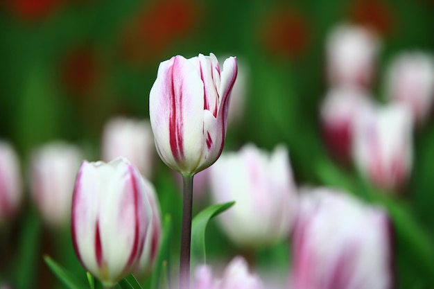 цветущие красочные цветы тюльпана с мягким фономкрупный план белых с красными цветами тюльпана