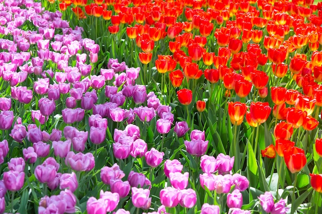 Blooming colorful tulips flowerbed in public flower garden in Netherlands.