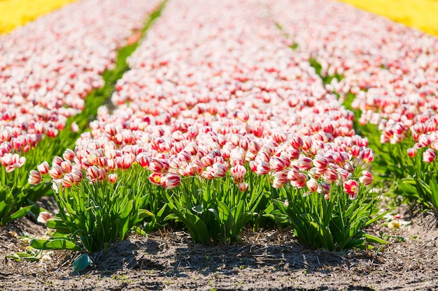 Зацветая красочный цветочный сад flowerbed тюльпанов публично. Популярный туристический сайт. Лиссе, Голландия, Нидерланды.