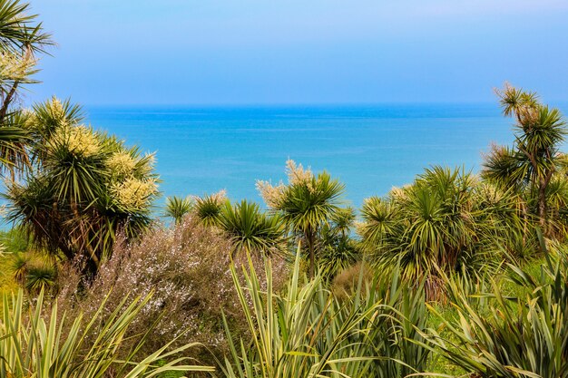 Blooming cordyline australis alberi (cavolo, cavolo-palma) su uno sfondo del mar nero nel giardino botanico di batumi, georgia