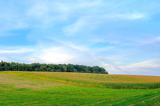 Blooming corn field Forest on the horizon Blue sky background with white clouds