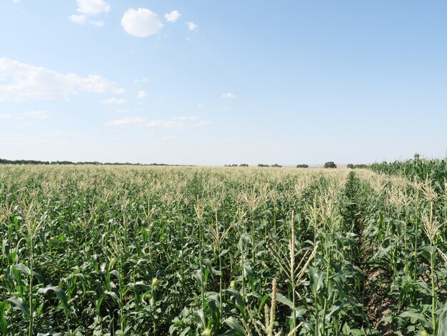 Photo blooming corn fields. horizontal photo.