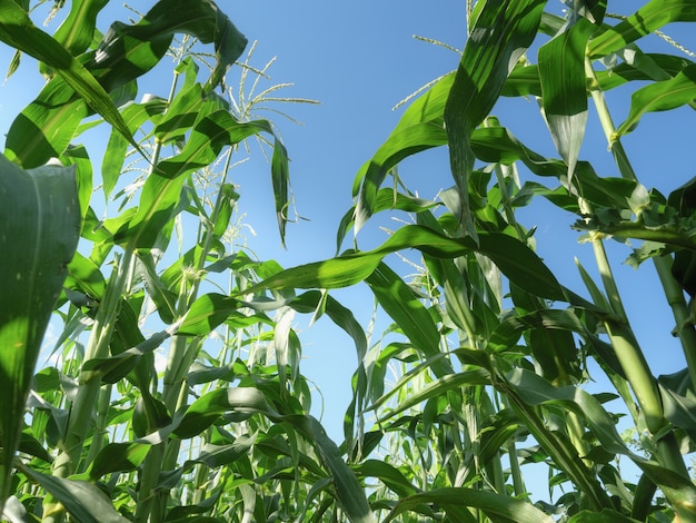 Blooming corn fields. Horizontal photo.