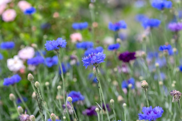 피는 수레 국화 Centaurea cyanus