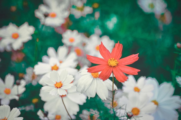 Blooming Cosmos Bipinnatus flowers in the garden