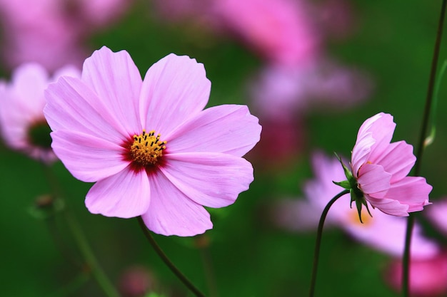 blooming Cosmos bipinnatus or Garden cosmos or Mexican aster flowers