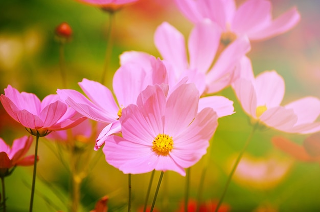 夏に太陽光が当たる庭に咲くコスモスの花