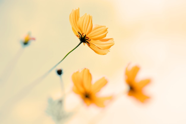 the blooming cosmos flowers swaying in the wind