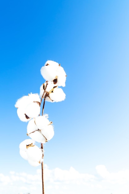 Ramo di cotone in fiore contro il cielo blu