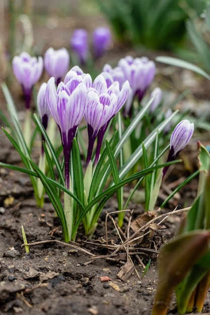 Blooming crocuses in spring in the garden