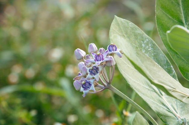 Photo blooming crown flower giant milkweed calotropis gigantea giant calotrope flower