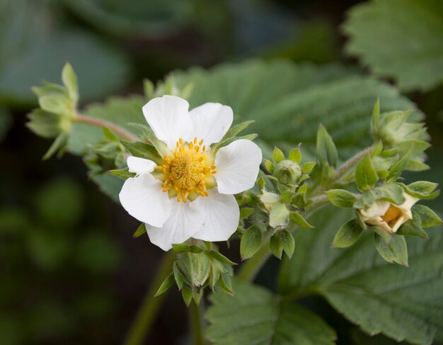 Blooming cultivated strawberries on the plantation