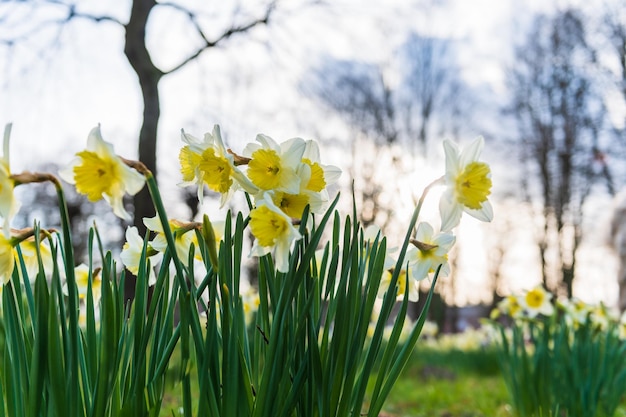 Blooming daffodils Flowering white narcissus at springtime Spring flowers Shallow depth of field