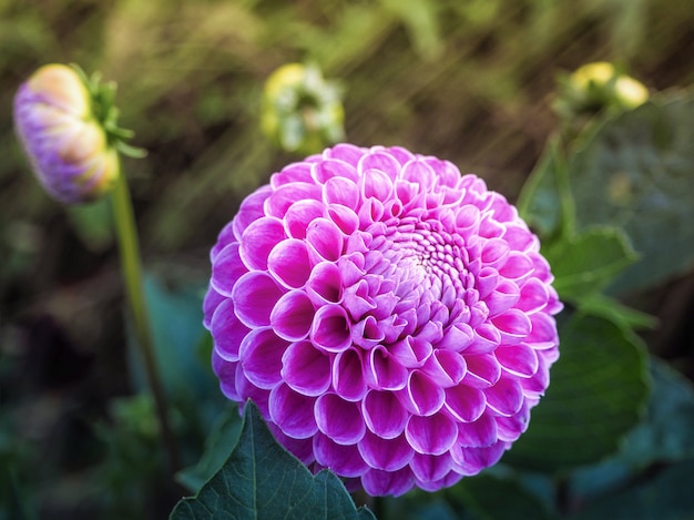 咲くダリア。品種の花。秋の庭の牡丹。閉じる。