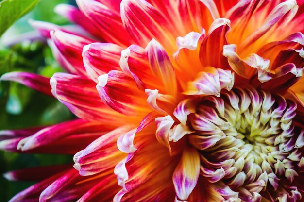 Blooming dahlias. The varietal flowers. Peonies in the autumn garden. Close-up.