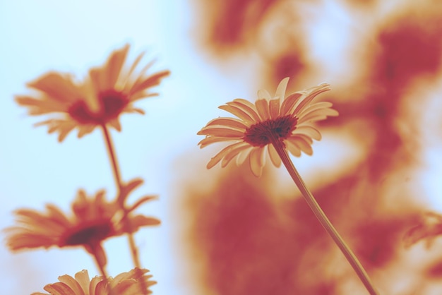 Blooming daisies against the sunset sky