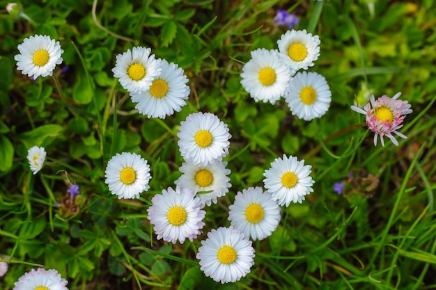 Blooming daisies in spring against the backdrop of green grass Gardening concept