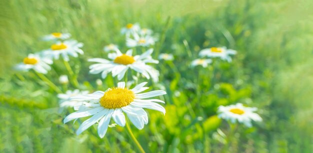 Blooming daisies in the sun on a blurry background of grass