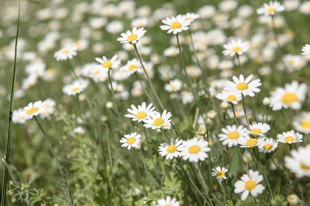 Campo di margherite in fiore fiori di camomilla su un prato in estate