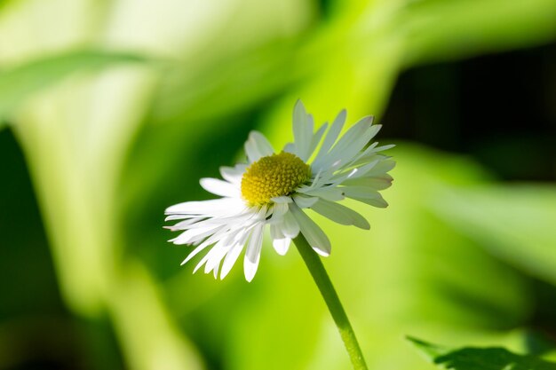 夏のマクロ撮影で緑の背景に咲くデイジーの花