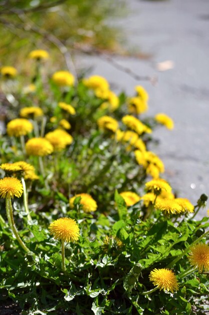 Blooming dandelion bushes in the garden