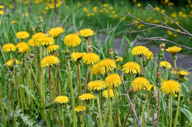 Blooming dandelions