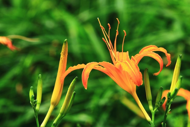 咲くカンゾウ Hemerocallis fulvaオレンジ色のカンゾウの花とつぼみ