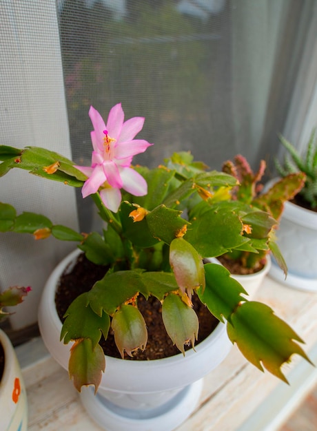 Blooming Decembrist Schlumbergera on the window