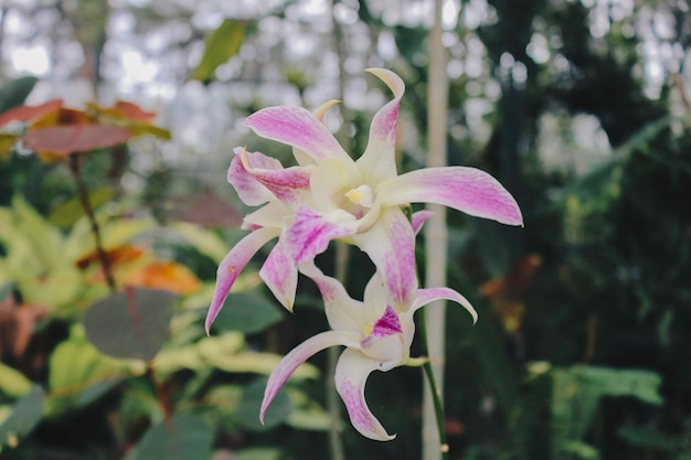 인도네시아에서 피는 Dendrobium Bigibbum 또는 Cooktown Orchid 또는 Mauve Butterfly Orchid 또는 Lilac Purple Orchid가 발생합니다.