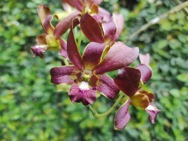 Blooming Dendrobium Ly's pride Beautiful orchid with brown or maroon petals color with yellow line