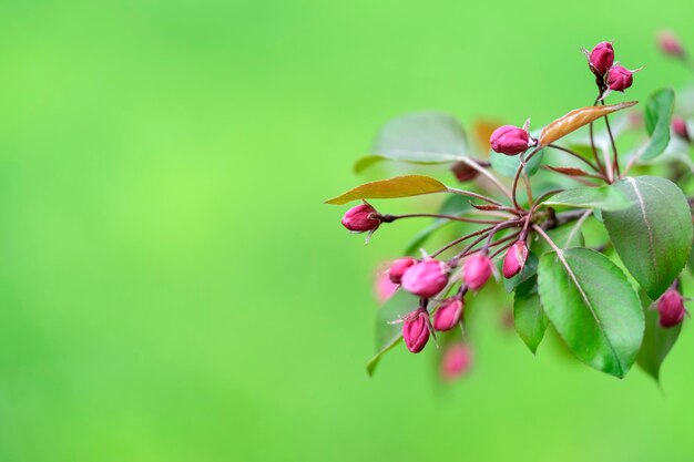 Blooming derovo apple tree