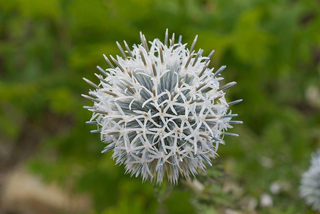 Blooming Echinops Ritro, thistle, blurred green background